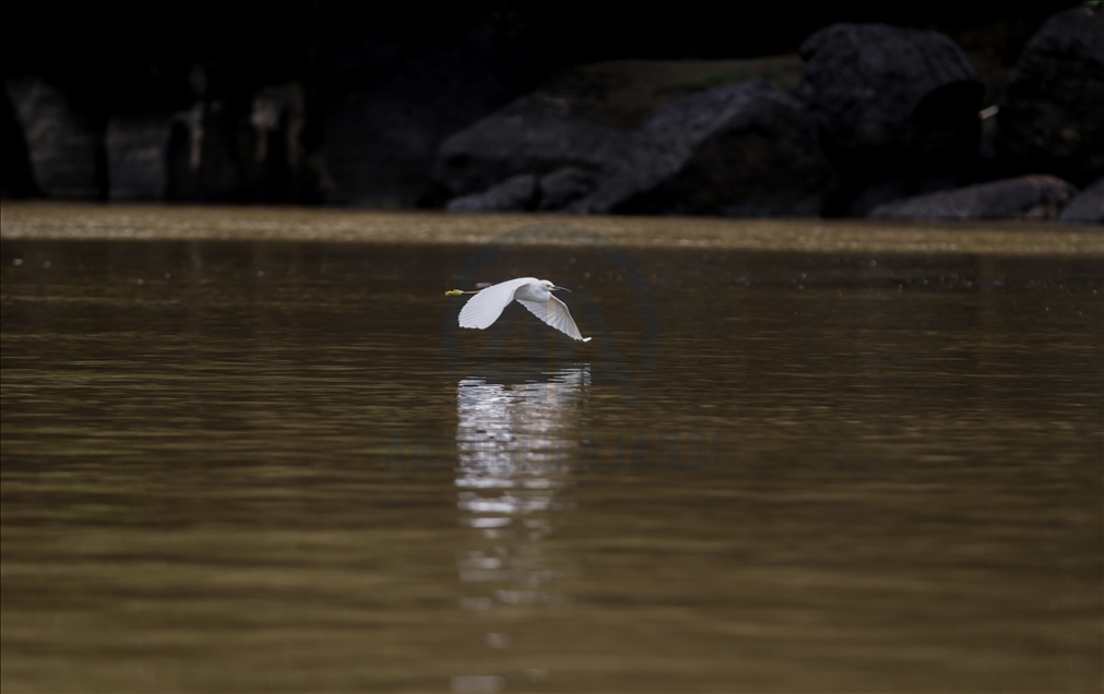 River Dolphins and thousands of species of birds, natural wonders at the door of the Colombian Amazon