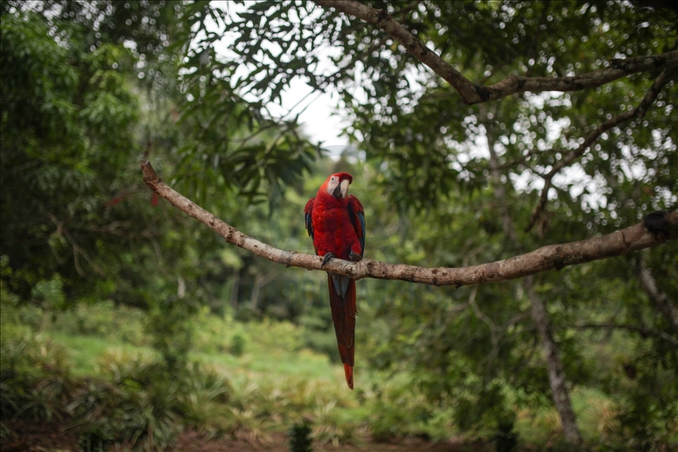 River Dolphins and thousands of species of birds, natural wonders at the door of the Colombian Amazon
