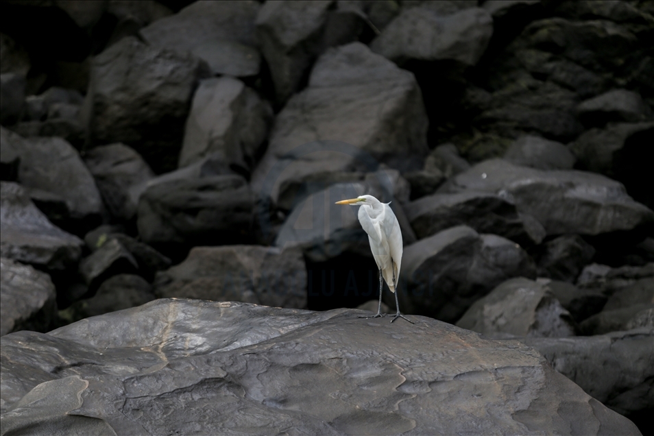 River Dolphins and thousands of species of birds, natural wonders at the door of the Colombian Amazon