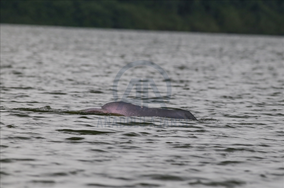 River Dolphins and thousands of species of birds, natural wonders at the door of the Colombian Amazon
