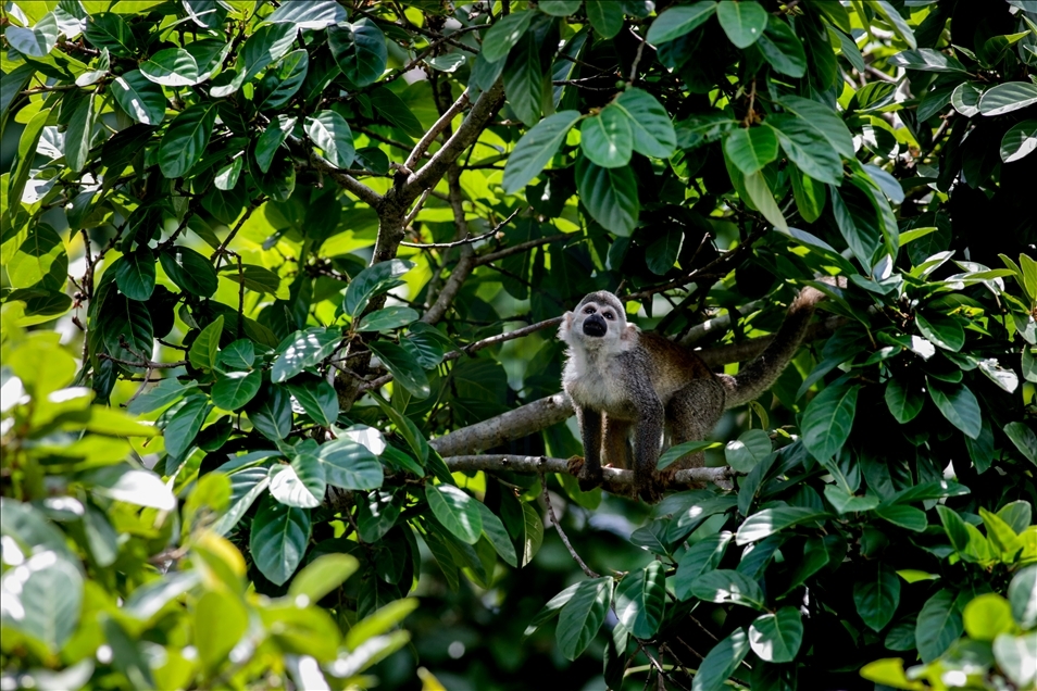 River Dolphins and thousands of species of birds, natural wonders at the door of the Colombian Amazon