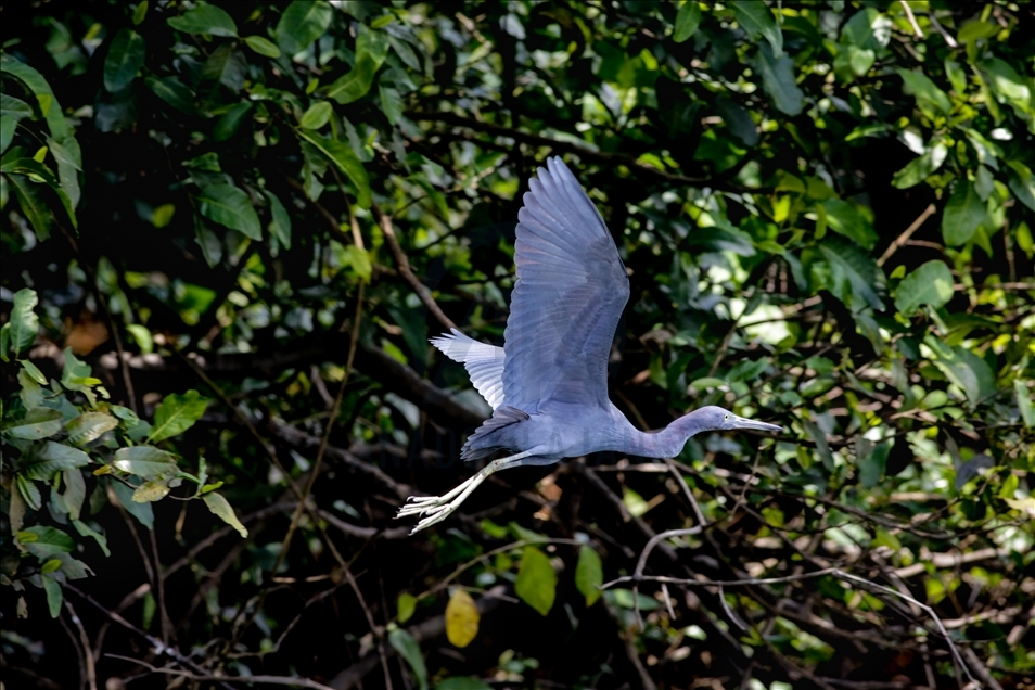 River Dolphins and thousands of species of birds, natural wonders at the door of the Colombian Amazon