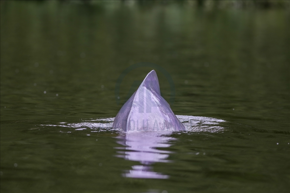 River Dolphins and thousands of species of birds, natural wonders at the door of the Colombian Amazon