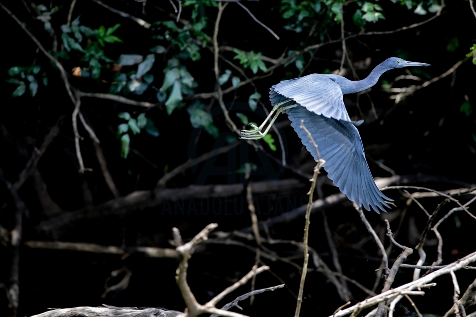 River Dolphins and thousands of species of birds, natural wonders at the door of the Colombian Amazon