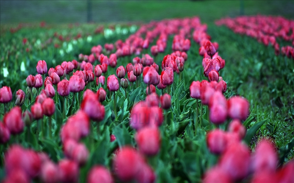 Taman Tulip terbesar Asia dibuka di Kashmir