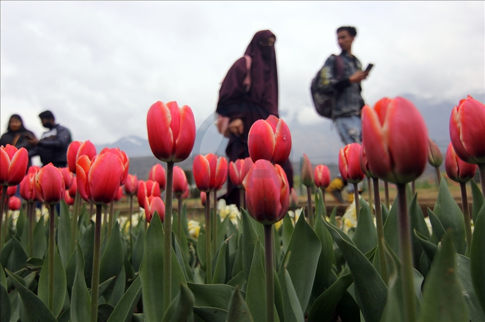 Taman Tulip terbesar Asia dibuka di Kashmir