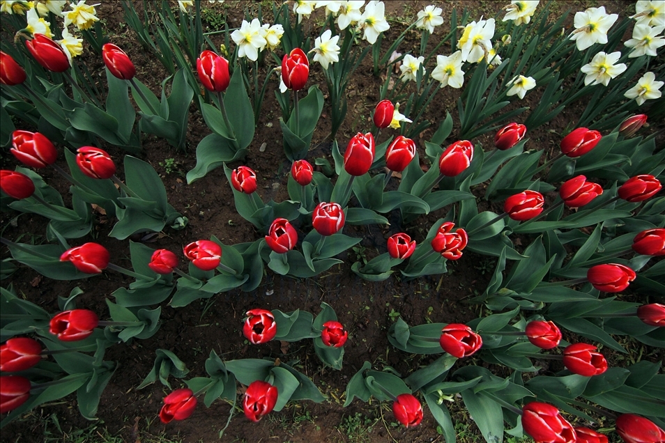 Taman Tulip terbesar Asia dibuka di Kashmir