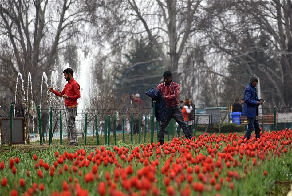 Taman Tulip terbesar Asia dibuka di Kashmir