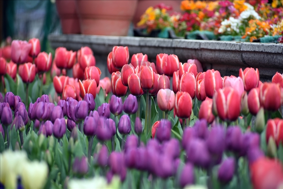 Taman Tulip terbesar Asia dibuka di Kashmir