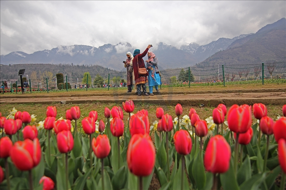 Taman Tulip terbesar Asia dibuka di Kashmir