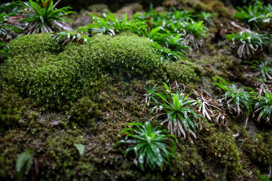 Colombia's jungle: El Guaviare, The Orion's Gate 