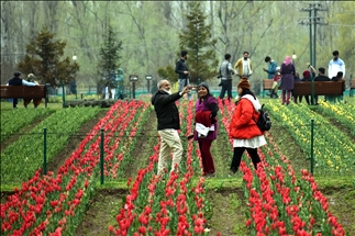 Taman tulip terbesar Asia dibuka di Kashmir