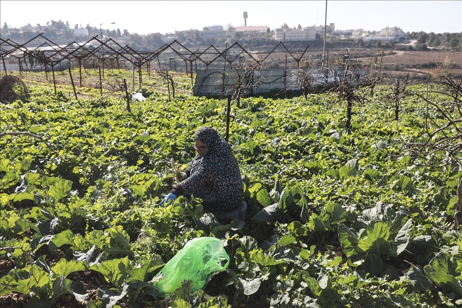 Batı Şeria'da Yahudi yerleşimcilerle yan yana yaşayan Filistinliler günlük ihlallere maruz kalıyor