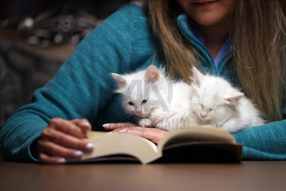 Historic library with cats in Turkey's Bursa