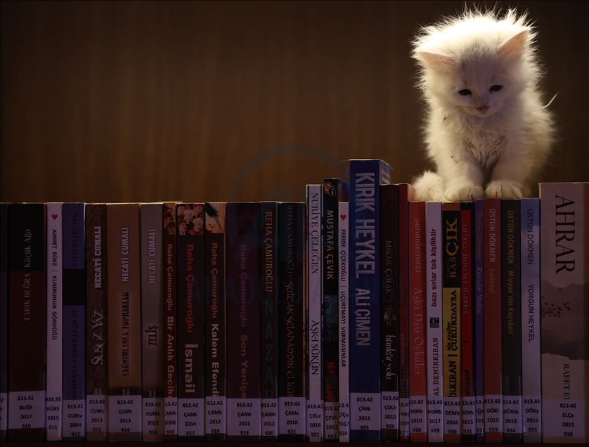 Historic library with cats in Turkey's Bursa