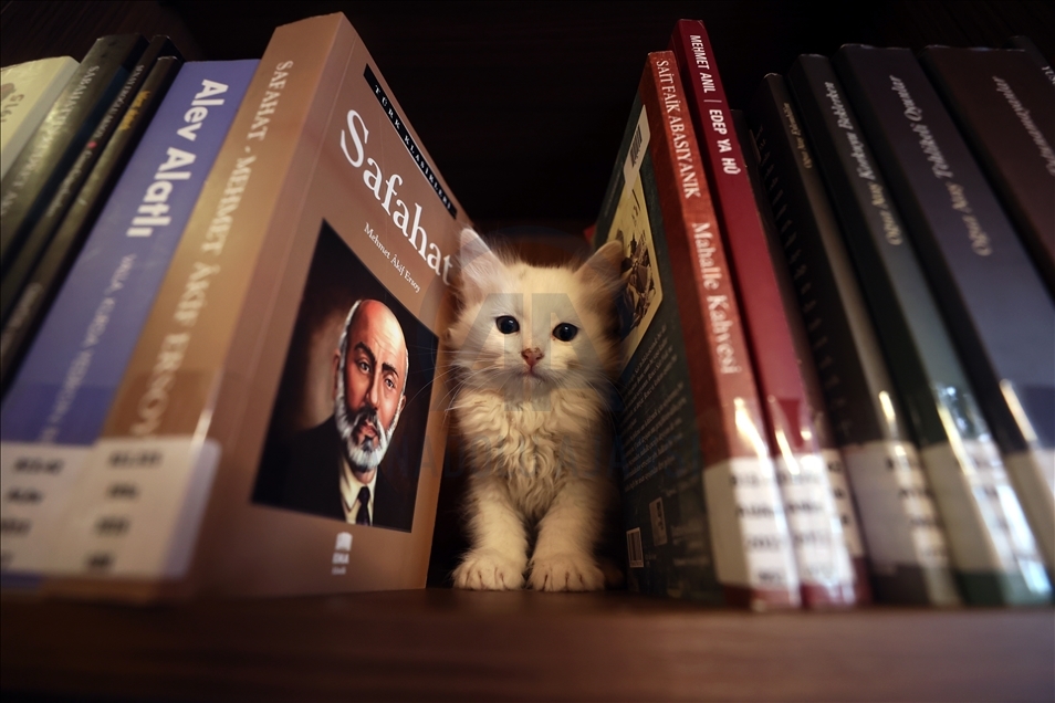 Historic library with cats in Turkey's Bursa