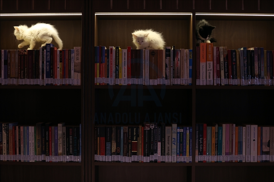 Historic library with cats in Turkey's Bursa
