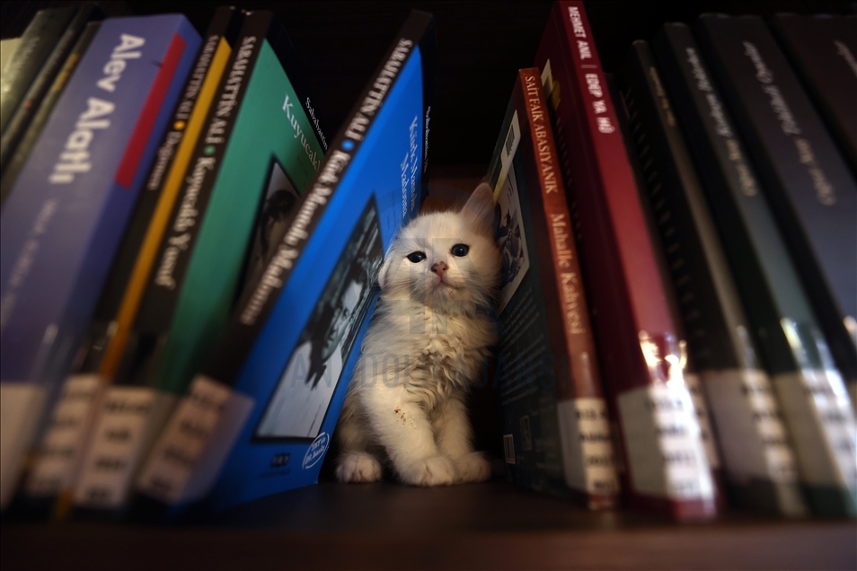 Historic library with cats in Turkey's Bursa