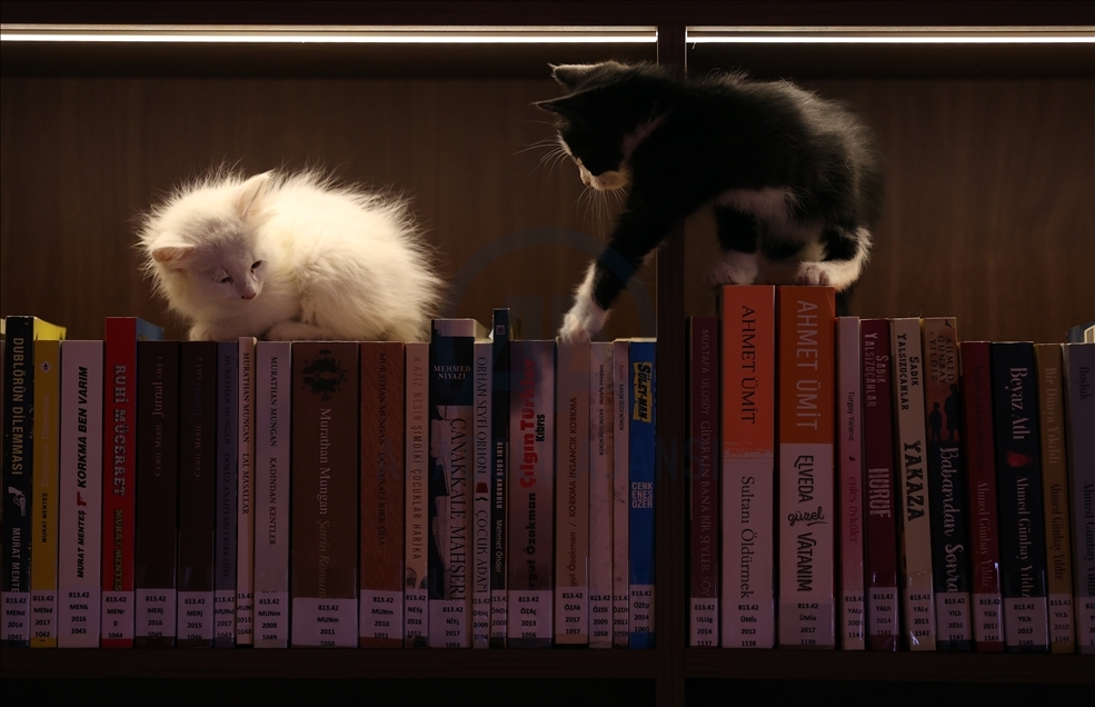 Historic library with cats in Turkey's Bursa
