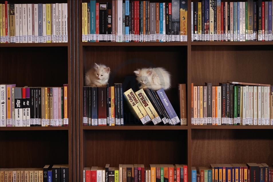 Historic library with cats in Turkey's Bursa
