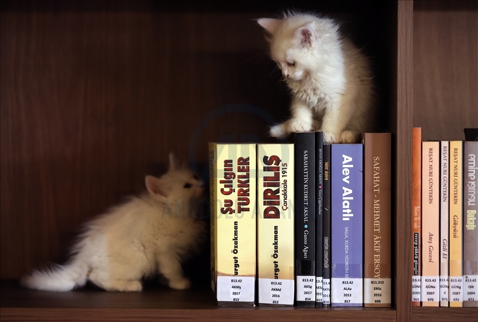 Historic library with cats in Turkey's Bursa