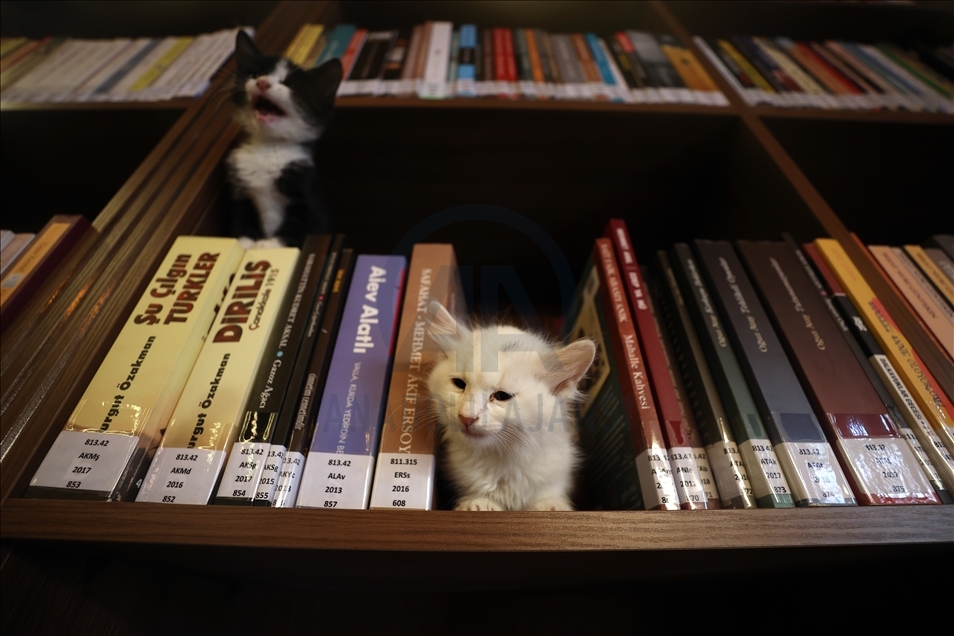Historic library with cats in Turkey's Bursa