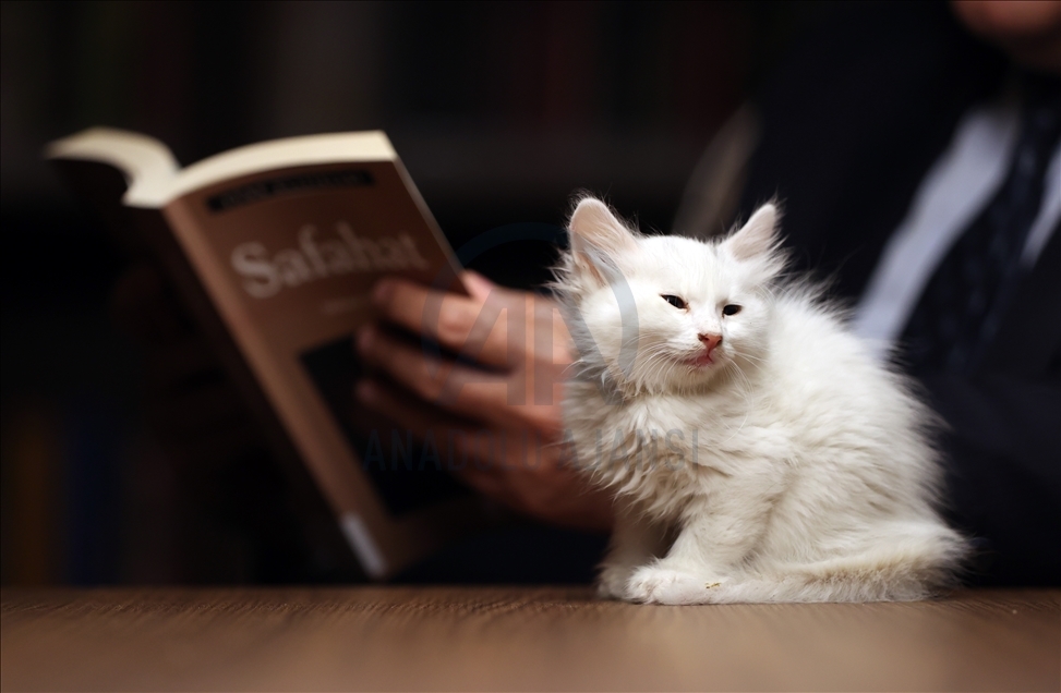 Historic library with cats in Turkey's Bursa