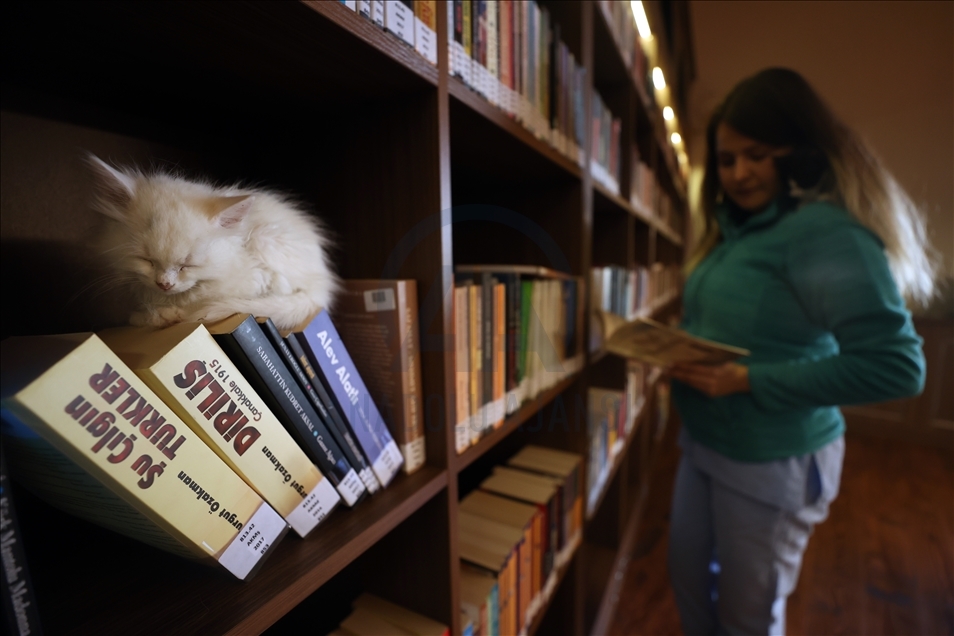 Turska: U biblioteci u Bursi knjige čitaju u društvu mačaka