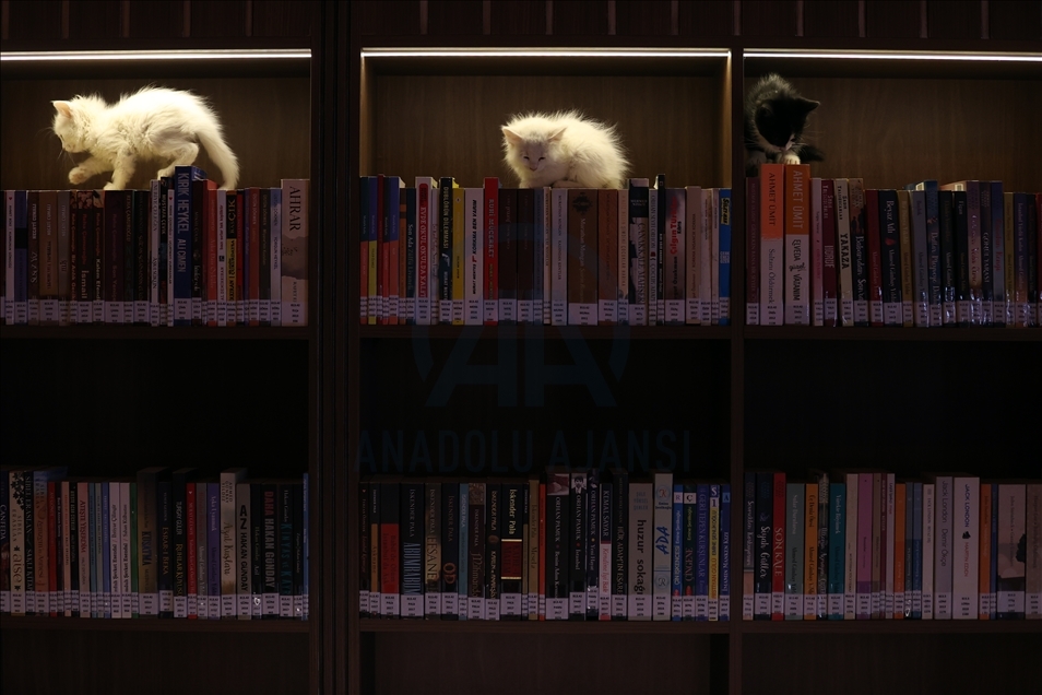 Turska: U biblioteci u Bursi knjige čitaju u društvu mačaka