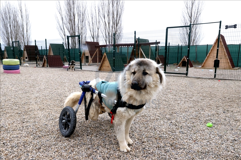 Animal lover bring disabled dogs back to life