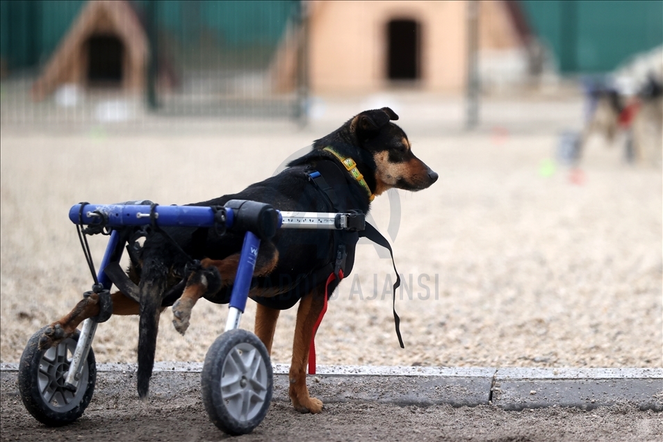 Animal lover bring disabled dogs back to life