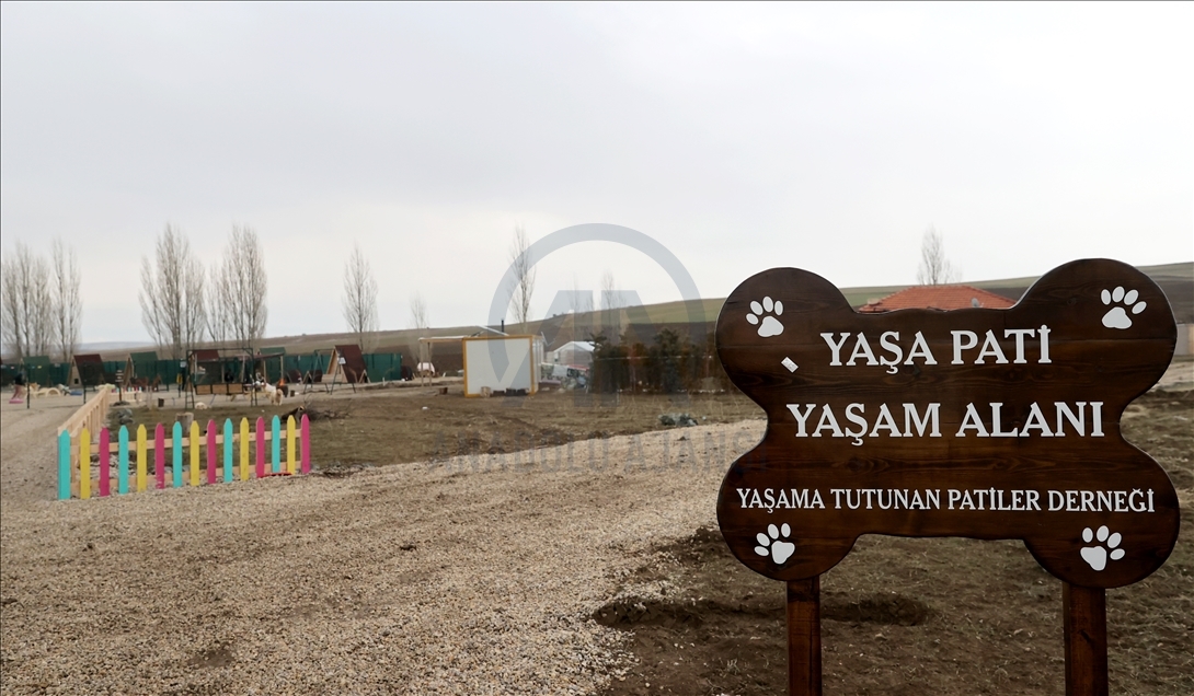 Yaptırdığı barınakta felçli can dostların yaşama tutunması için mücadele ediyor