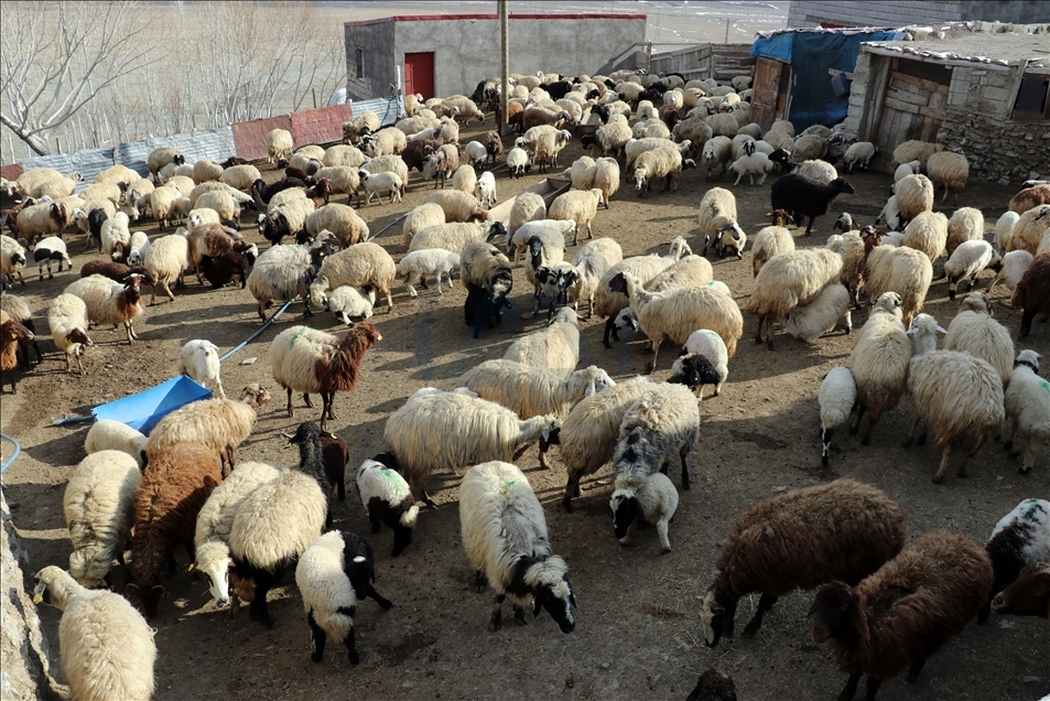 Ağrı'daki köylerde baharın müjdecisi kuzuların anneleriyle buluşması renkli görüntüler oluşturdu