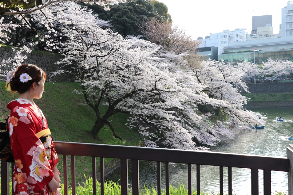 Tokyo'da halk Kovid-19'a rağmen "sakura" çiçeklerini görmek için parklara akın etti