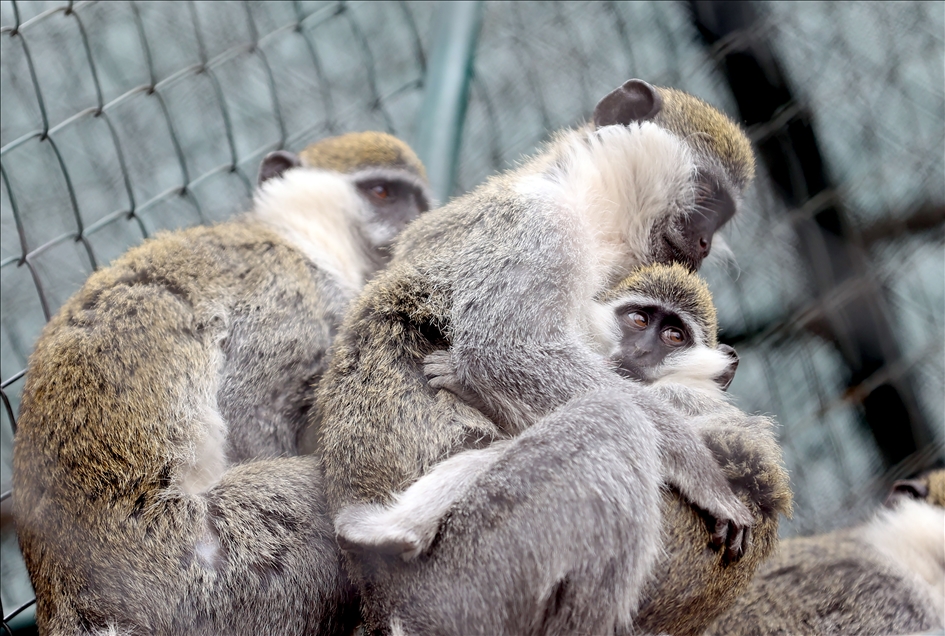 Konya'daki makak maymunları yavruladı