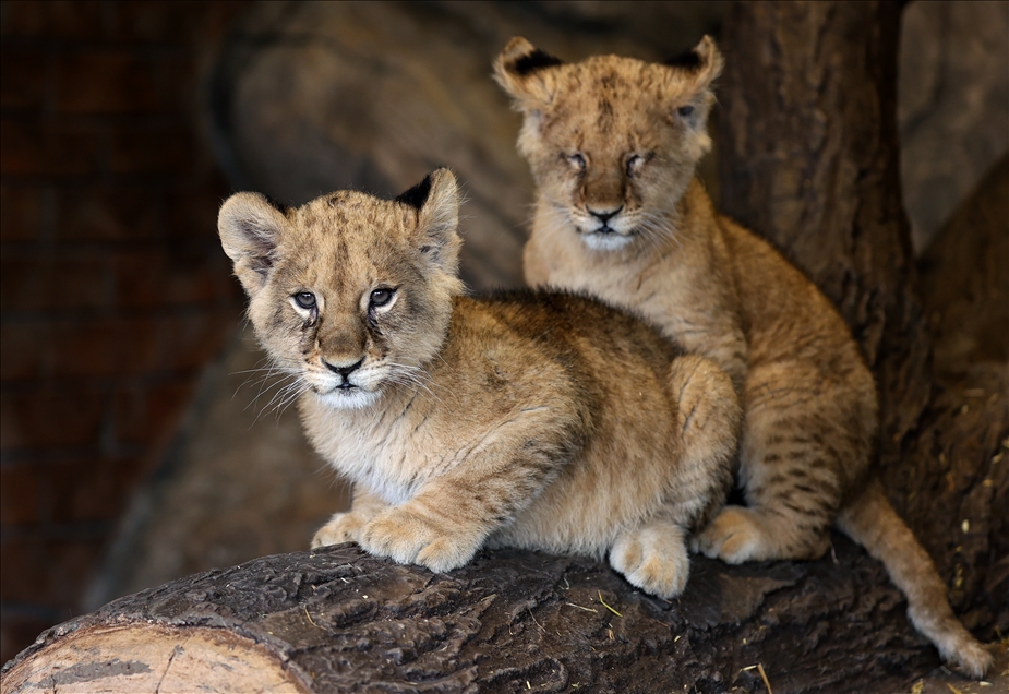 Aslan Park Tuzla'da doğan iki yavru aslanın isimleri, sosyal medya oylamasıyla belirlenecek
