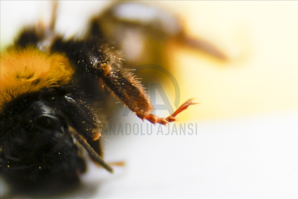 Los abejorros, trabajadores naturales de invernaderos en Turquía