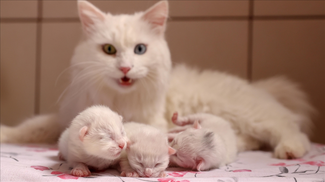 This year's first kittens of Van cats