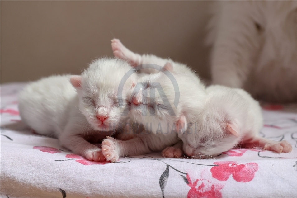 This year's first kittens of Van cats