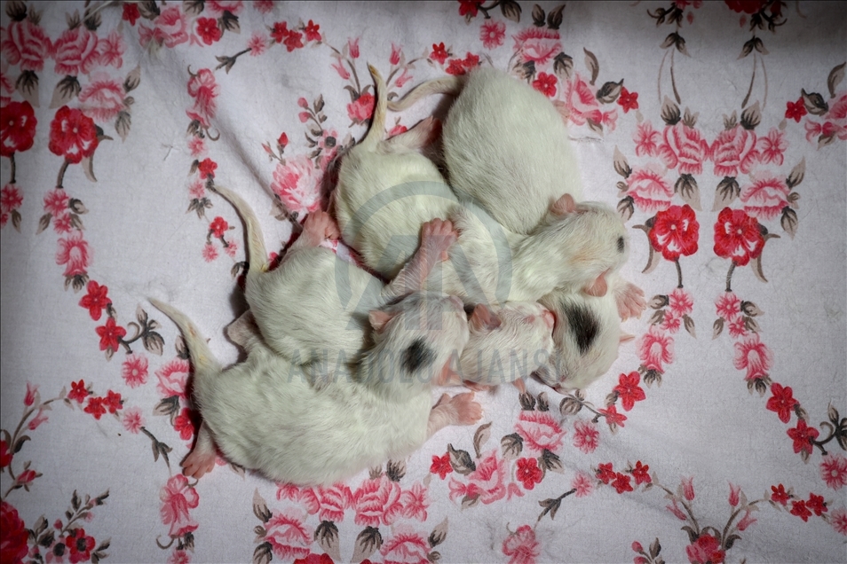 This year's first kittens of Van cats