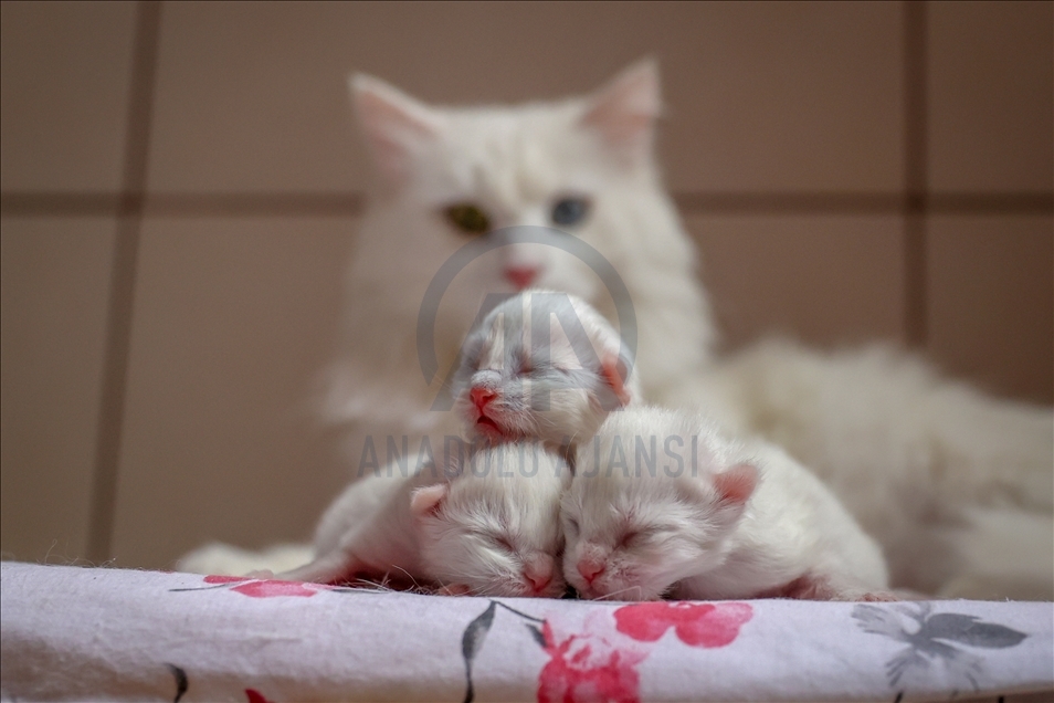 This year's first kittens of Van cats