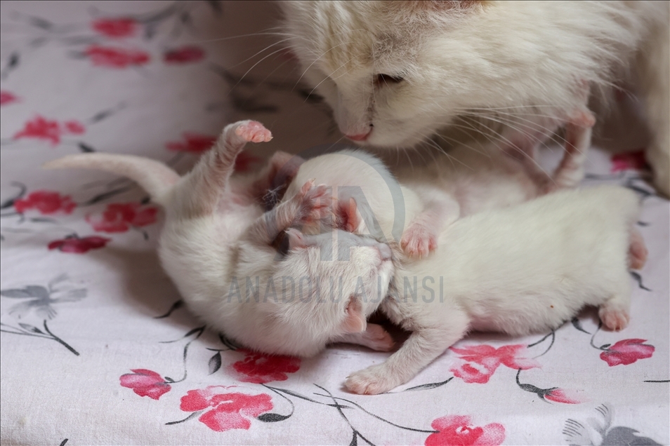 This year's first kittens of Van cats