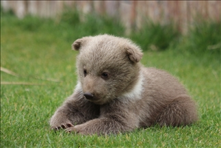 Este es Boncuk, la cría de oso nacida en un zoológico de Turquía