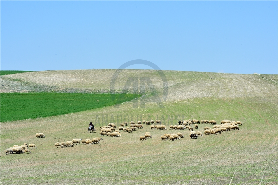 Tunceli'de ilkbaharın gelişiyle buğday ve arpa tarlaları yeşile büründü