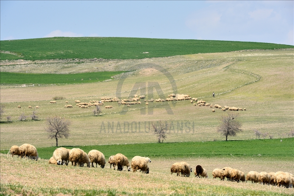 Tunceli'de ilkbaharın gelişiyle buğday ve arpa tarlaları yeşile büründü