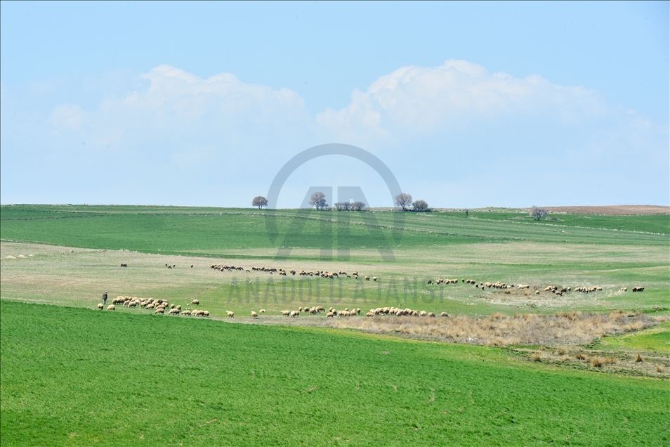 Tunceli'de ilkbaharın gelişiyle buğday ve arpa tarlaları yeşile büründü