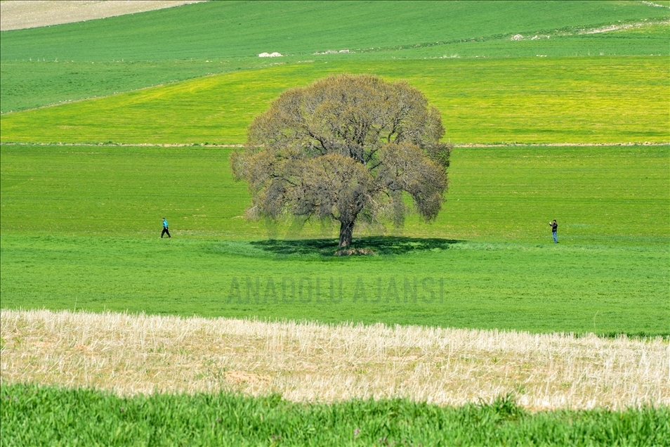 Tunceli'de ilkbaharın gelişiyle buğday ve arpa tarlaları yeşile büründü