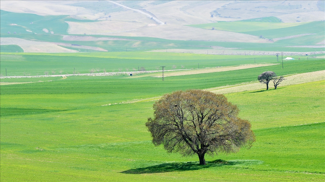 Tunceli'de ilkbaharın gelişiyle buğday ve arpa tarlaları yeşile büründü