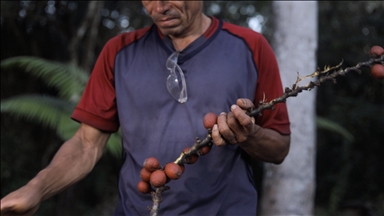 Las comunidades indígenas que con la cosecha de sus frutos protegen el Amazonas