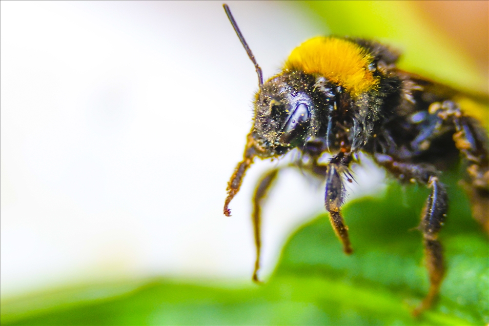 Seraların doğal işçileri "bombus arıları" ile hormonsuz ürünler yetiştiriliyor
